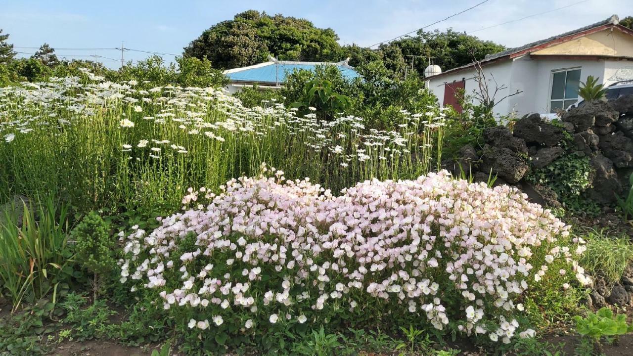 Blue Island Guesthouse Seogwipo Exterior photo